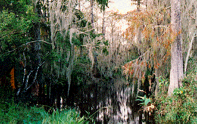 Everglades