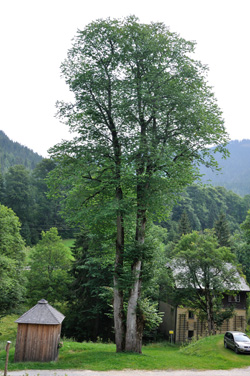 Bergulme beim Brandhof: Blick in östlicher
                Richtung