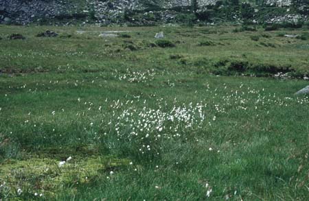 Doesen1995_066