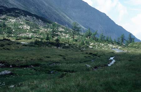 Doesen1995_068