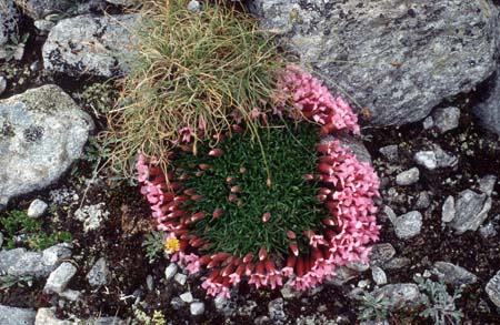 Doesen1995_087