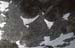 Doesen1995_053