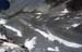 Doesen1995_054