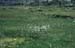Doesen1995_066
