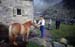 Doesen1995_108