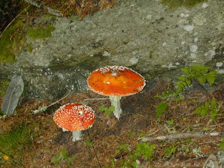 Doesen2005_167