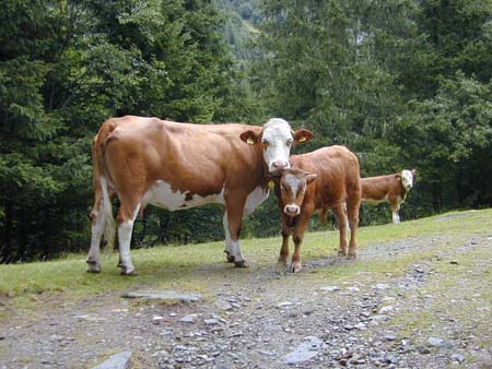 Doesen2005_169