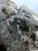 Doesen2005_102