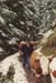 Goessnitz1996_103