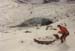 Goessnitz1996_113