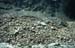 Goessnitz1998_49