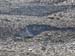 Goessnitz2007_62