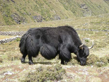Nepal2008_377