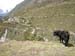 Nepal2008_367